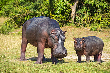 Hippopotamus (Hippopotamus amphibius) mother with baby, Murchison Falls National Park, Uganda, East Africa, Africa