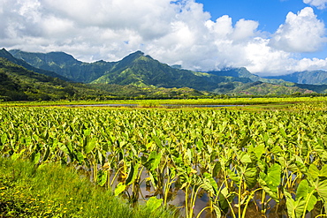 Taro fields near Hanalei on the island of Kauai, Hawaii, United States of America, Pacific