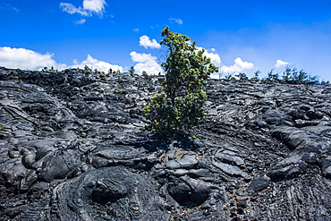 Volcanic lava stream in the Hawaii Volcanoes National Park, UNESCO World Heritage Site, Big Island, Hawaii, United States of America, Pacific