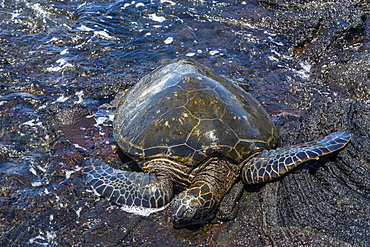 Sea turtle (Chelonioidea), Punaluu Black Sand Beach on Big Island, Hawaii, United States of America, Pacific