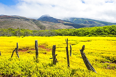 Fenced field of yellow flowers, Island of Molokai, Hawaii, United States of America, Pacific