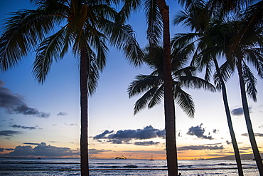 Palm trees on Waikiki Beach, Oahu, Hawaii, United States of America, Pacific 