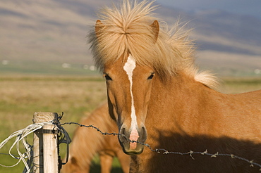 Iceland horse, Skagheidi, Iceland, Polar Regions