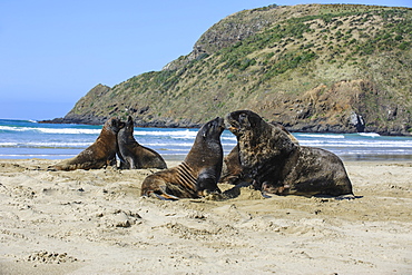 Hooker's sea lions (Phocarctos hookeri) colony, Cannibal Bay, the Catlins, South Island, New Zealand, Pacific