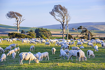 Sheep grazing in the green fields of the Catlins, South Island, New Zealand, Pacific