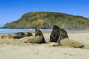 Hooker's sea lions (Phocarctos hookeri) colony, Cannibal Bay, the Catlins, South Island, New Zealand, Pacific