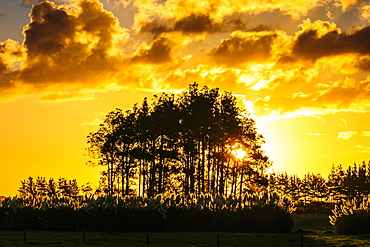 Beautiful sunset behind a bunch of trees, Northland, North Island, New Zealand, Pacific