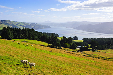 View over the Otago Peninsula, Otago, South Island, New Zealand, Pacific