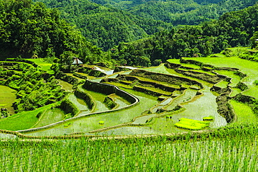 The rice terraces of Banaue, UNESCO World Heritage Site, Northern Luzon, Philippines, Southeast Asia, Asia