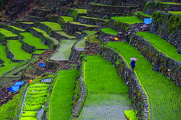 Batad rice terraces, part of the UNESCO World Heritage Site of Banaue, Luzon, Philippines, Southeast Asia, Asia