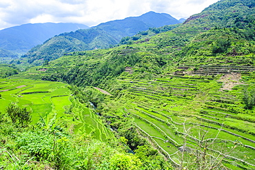 Hapao rice terraces, Banaue, UNESCO World Heritage Site, Luzon, Philippines, Southeast Asia, Asia