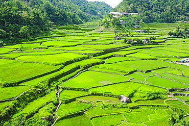 Hapao rice terraces, Banaue, UNESCO World Heritage Site, Luzon, Philippines, Southeast Asia, Asia