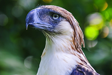 Philippine eagle (Pithecophaga jefferyi) (Monkey-eating eagle), Davao, Mindanao, Philippines, Southeast Asia, Asia