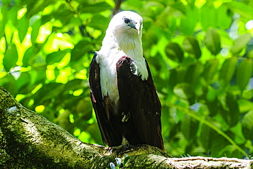 White-bellied sea eagle (Haliaeetus leucogaster), Davao, Mindanao, Philippines, Southeast Asia, Asia