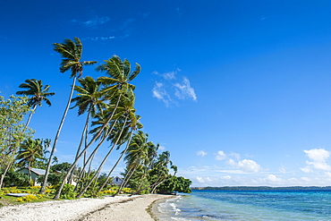 Palm fringed white sand beach on an islet of Vavau, Vavau Islands, Tonga, South Pacific, Pacific