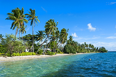 Palm fringed white sand beach on an islet of Vavau, Vavau Islands, Tonga, South Pacific, Pacific