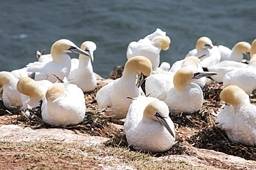 Northern gannet (Morus bassanus) colony, Heligoland, small German archipelago in the North Sea, Germany, Europe