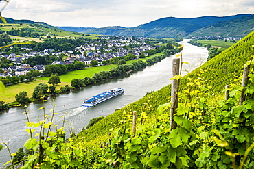 Cruise ship passing a vineyard at Muehlheim, Moselle Valley, Rhineland-Palatinate, Germany, Europe