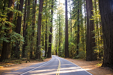 Road leading through the Avenue of the Giants, giant Redwood trees, Northern California, USA