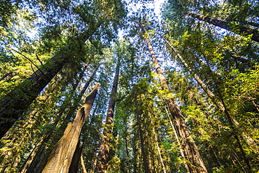 The treetops of the Redwood trees in the Avenue of the Giants, Northern California, USA