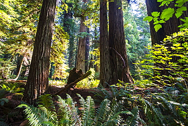 Giant redwood trees in the Redwoods National and State parks, California, USA