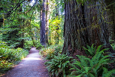 Giant redwood trees in the Redwoods National and State parks, California, USA