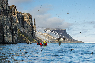 Black-legged kittiwakes (Rissa tridactyla) colony on the cliffs of Alkerfjellet, Svalbard, Arctic