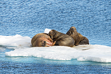 Three walrus (Odobenus rosmarus) on an ice shelf, Arctic shelf, Svalbard, Arctic