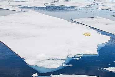 Polar bear (Ursus maritimus) on a ice floe in the Arctic shelf, Svalbard, Arctic