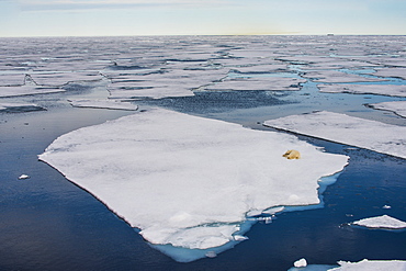 Polar bear (Ursus maritimus) on a ice floe in the Arctic shelf, Svalbard, Arctic