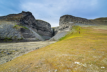 Black-legged Kittiwakes (Rissa tridactyla) flying and nesting on the cliffs at Diskobukta, Edgeoya Island, Svalbard, Norway, Arctic