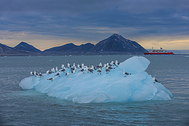 Kittiwakes sitting on a huge piece of glacier ice with an expedition boat in the background, Hornsund, Svalbard, Arctic, Norway, Scandinavia, Europe 