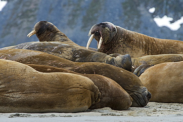 Walrus (Odobenus rosmarus) colony, Magdalenen Fjord, Svalbard, Arctic, Norway, Scandinavia, Europe 