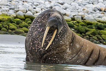 Walrus (Odobenus rosmarus), Magdalenen Fjord, Svalbard, Arctic, Norway, Scandinavia, Europe 