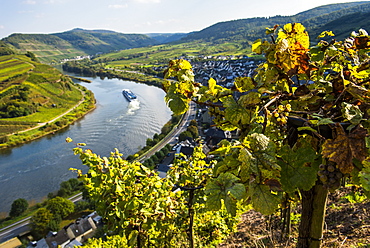 Cruise ship at the Moselle River bend at Bremm seen through the vineyards, Moselle Valley, Rhineland-Palatinate, Germany, Europe