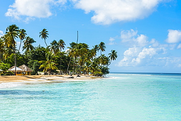 Sandy beach and palm trees of Pigeon Point, Tobago, Trinidad and Tobago, West Indies, Caribbean, Central America