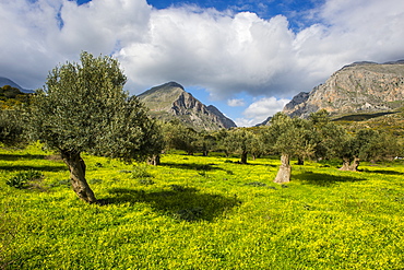 Blooming field with olive trees, Crete, Greek Islands, Greece, Europe