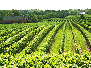 Vineyards at Hidden Bench Winery in the Niagara Region, Beamsville, Ontario, Canada, North America