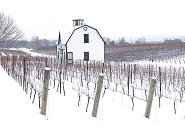 Vineyards in winter, Beamsville, Niagara Region, Ontario, Canada, North America