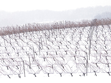 Vineyards in winter, Beamsville, Niagara Region, Ontario, Canada, North America