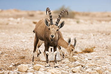 Nubian ibex (Capra nubiana), Dead Sea, Israel, Middle East