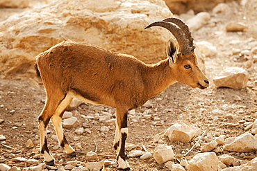 Nubian ibex (Capra nubiana), Dead Sea, Israel, Middle East