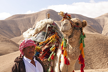 Bedouin and camel in desert setting, Judean Desert, Israel, Middle East