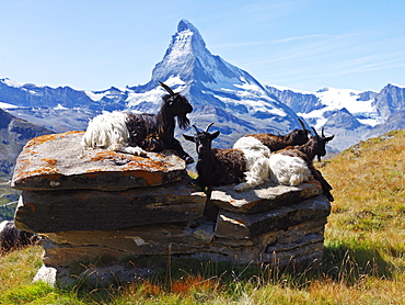 Mountain goats with the Matterhorn in background, Zermatt, Valais, Switzerland, Europe