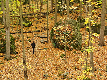 Woman walking in the Niagara Glen, forest in autumn, Niagara Falls, Ontario, Canada, North America