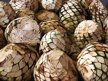 Blue agave plants harvested for tequila production, Tequila, Jalisco, Mexico, North America