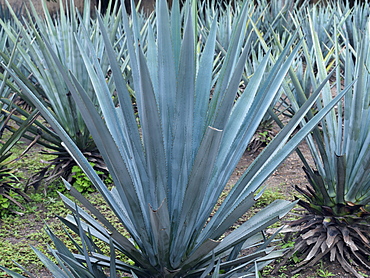 Field of blue agave which is used for tequila production, Tequila, Jalisco, Mexico, North America