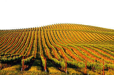 Grape vineyards, Carneros, Napa Valley, California, United States of America, North America