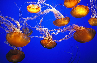 Black Sea Nettle, type of jelly fish, Monterey Aquarium, Monterey, California, United States of America, North America