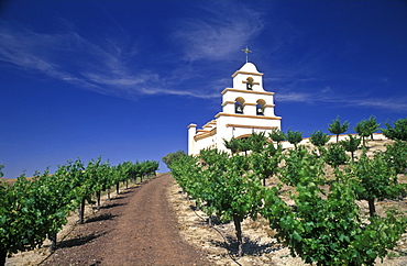 Church on hill in grape vineyard, Paso Robles, California, United States of America, North America